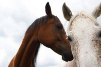Pferde / horses (Deutschland - Germany) animal606