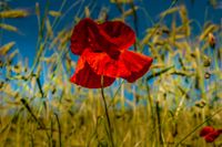 plant510 - roter Mohn / red poppy - Germany