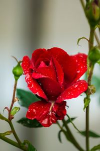 plant581 - Rose - Turkey